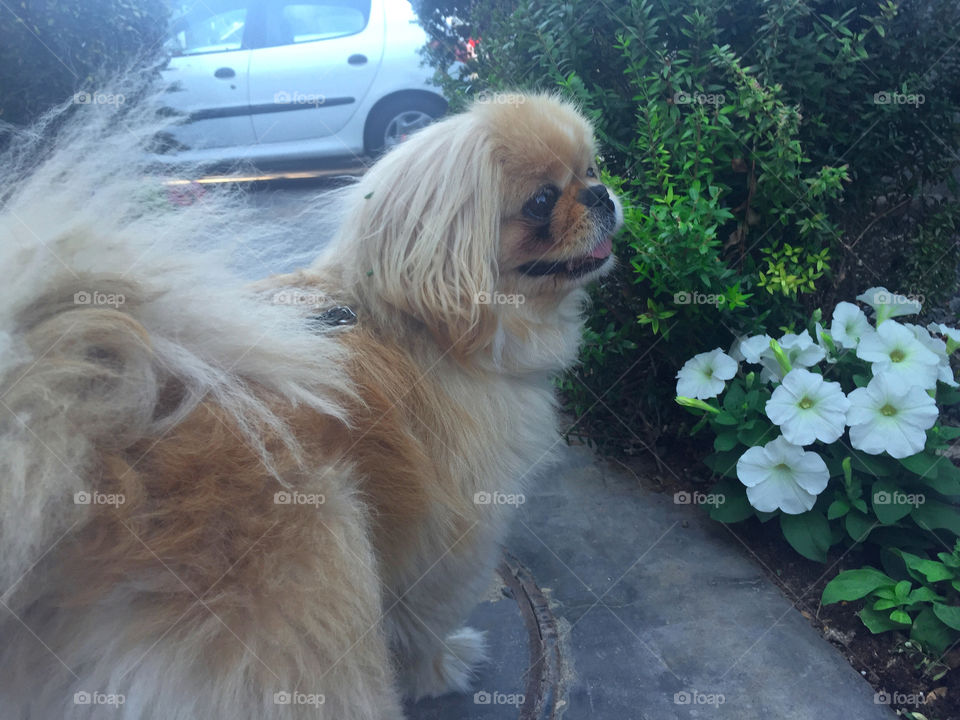 Dog, Mammal, No Person, Portrait, Fur