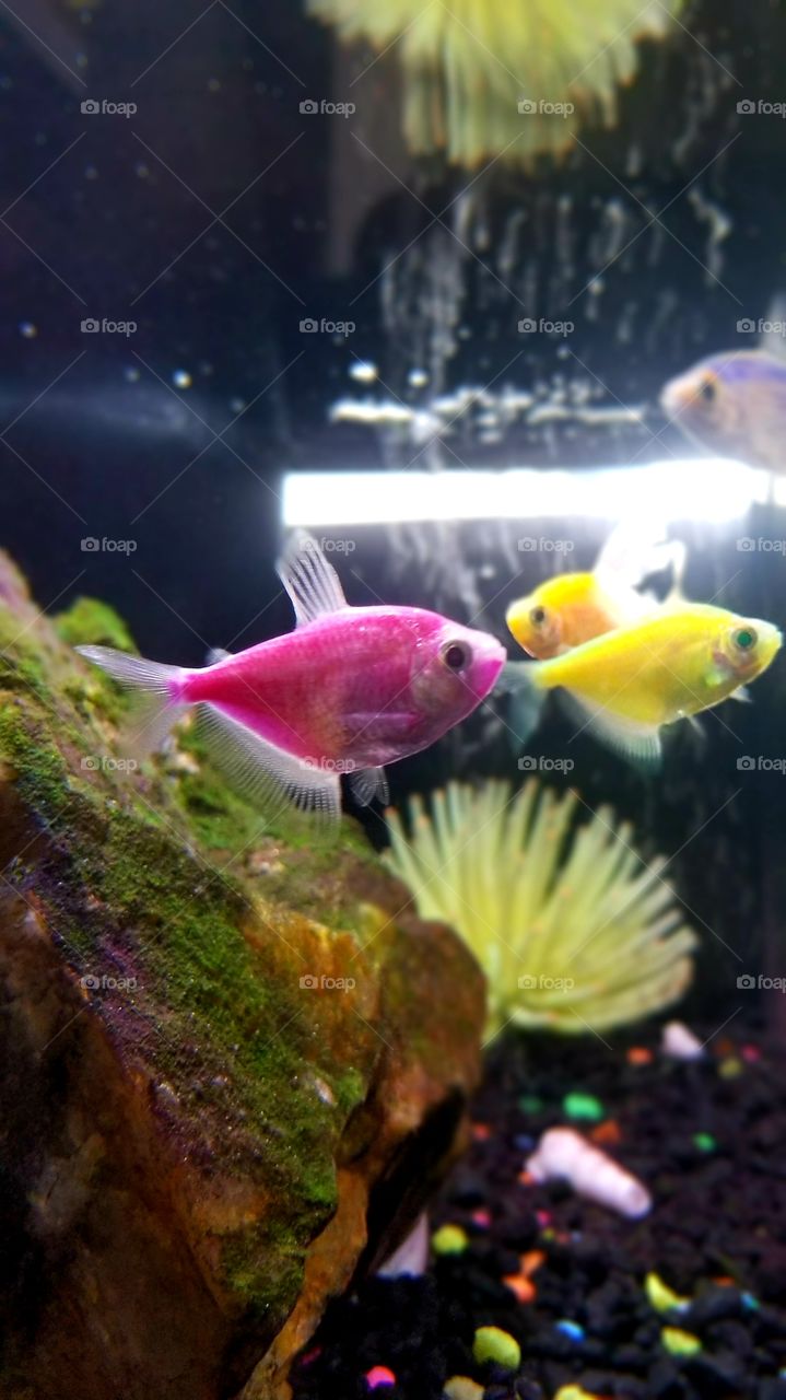 colorful fish underwater