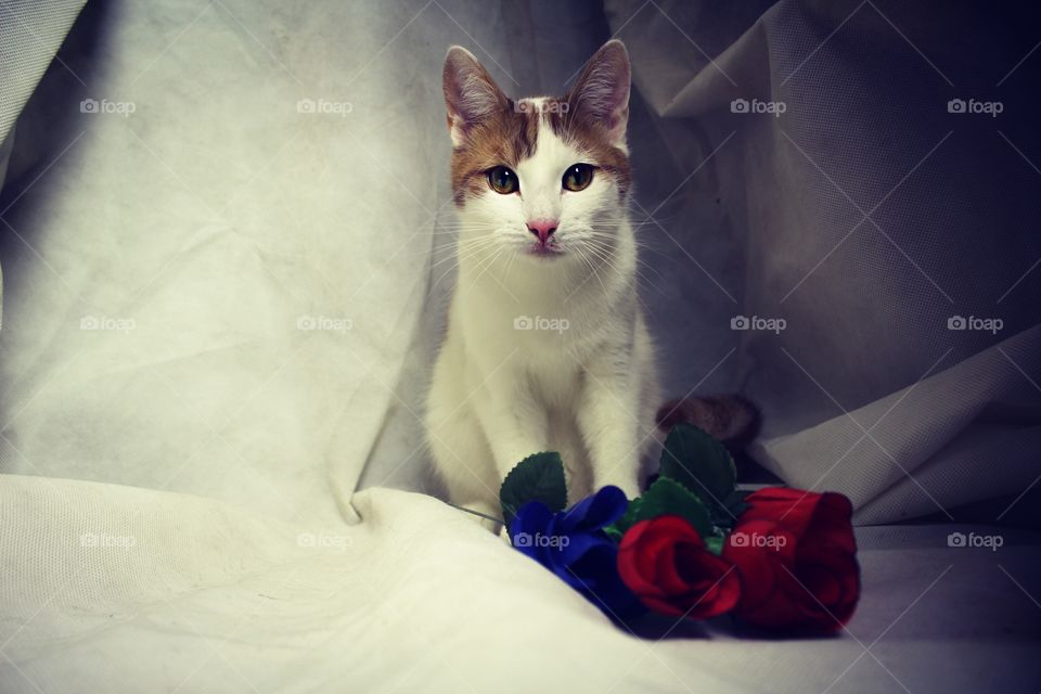 red cat and roses