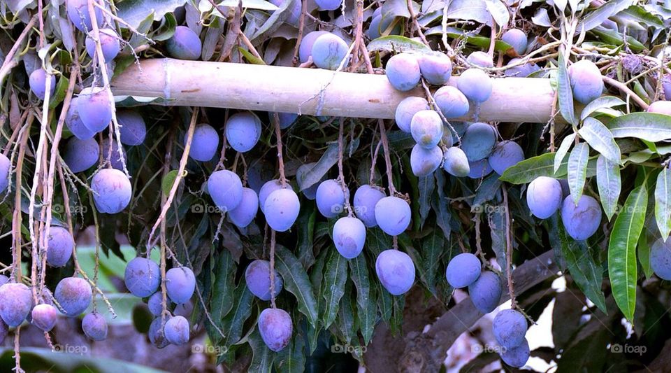 blue garden hanging berries by anetteaventyr