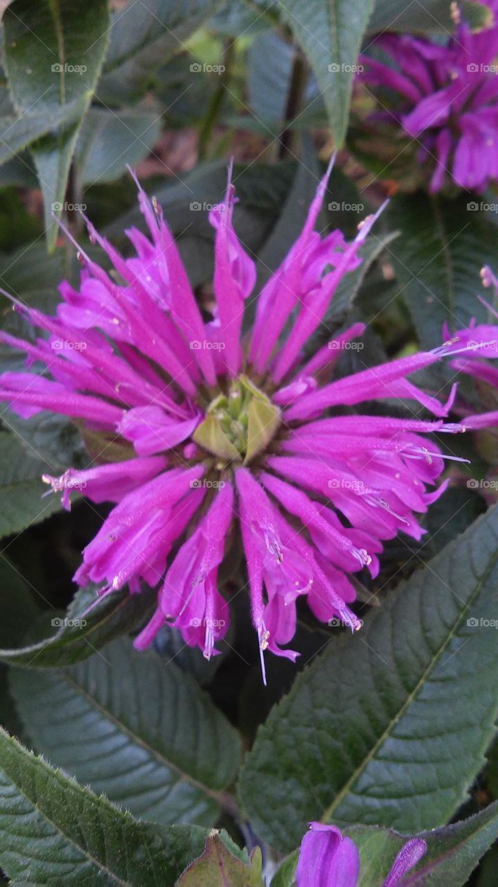 Bright Pink Flower. I don't remember the name of this flower. I love the color and the shape.