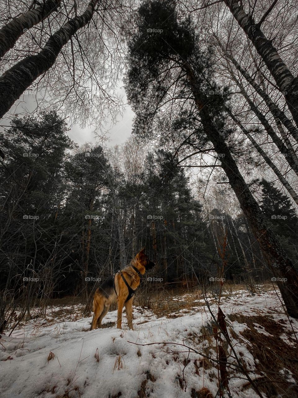 German shepherd dog at winter day