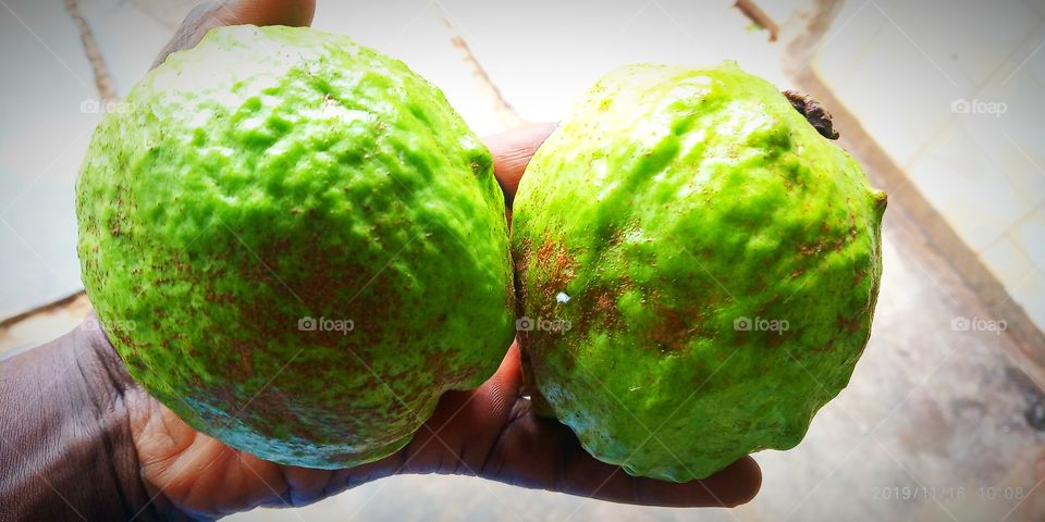 my garden java fruit