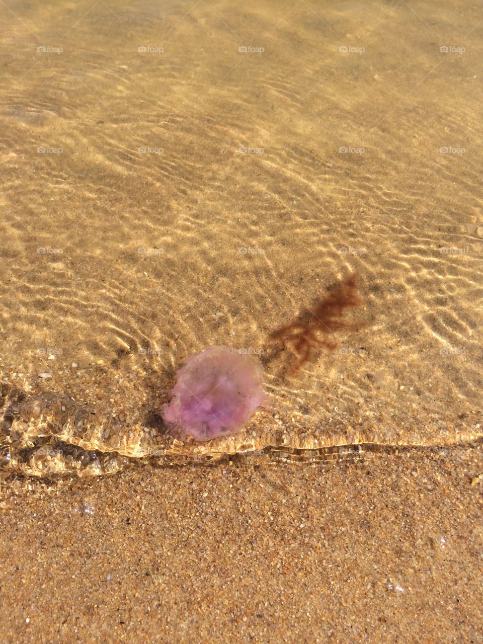 Jellyfish