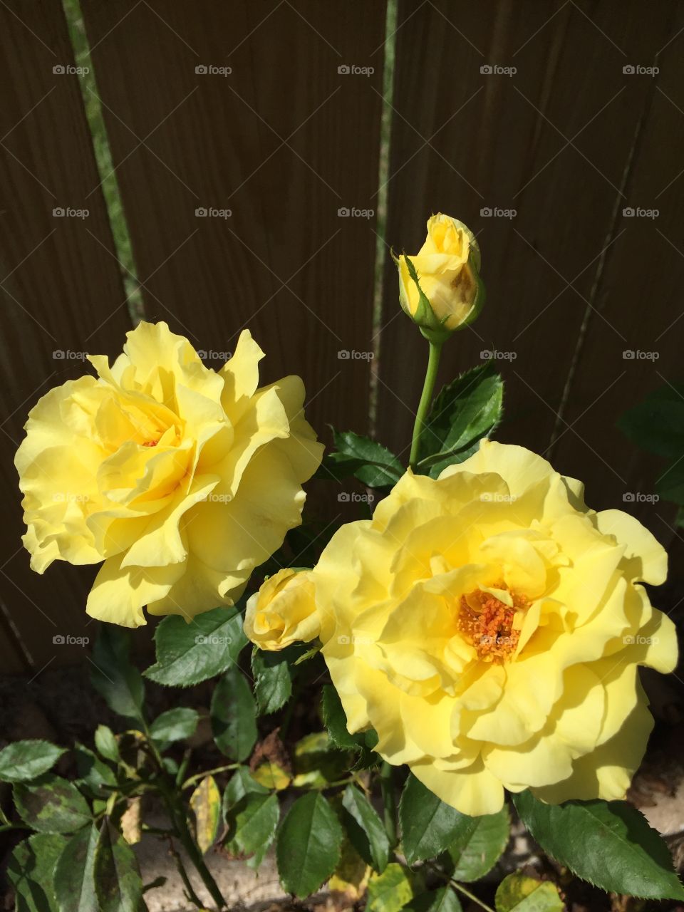 Sunsprite roses