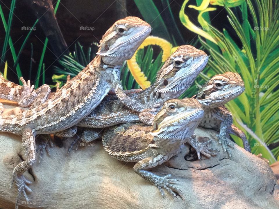 Bearded Dragons