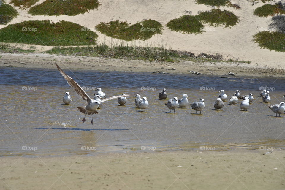 Seabirds