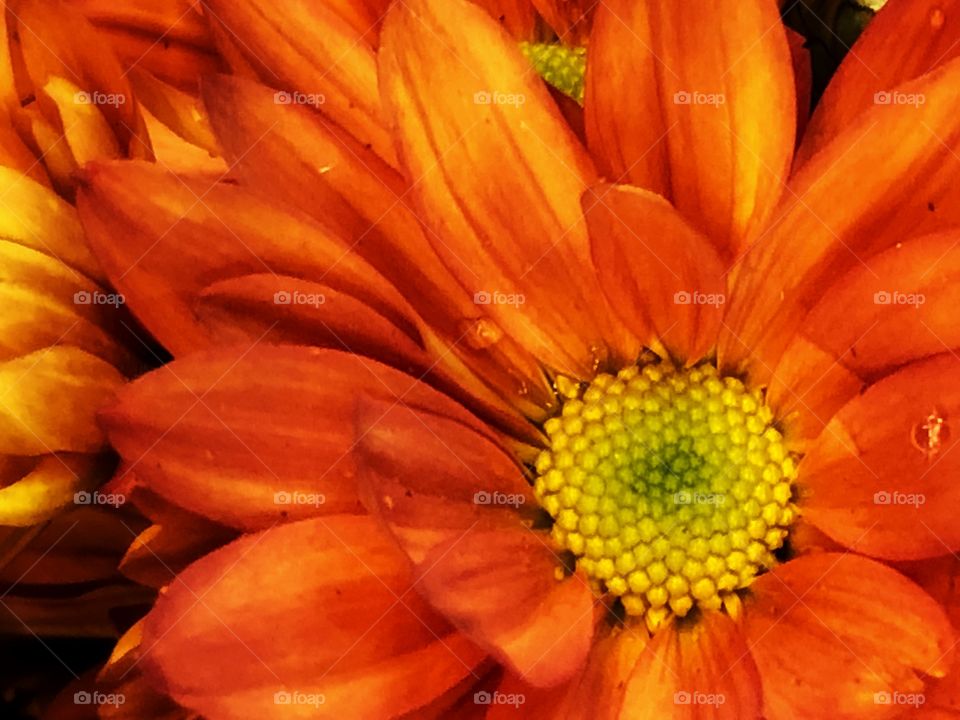 A Calendula or Pot Marigold... also called English Marigold. An amazing flower in its orange and vibrant colors, and yet, so delicate and beautiful!