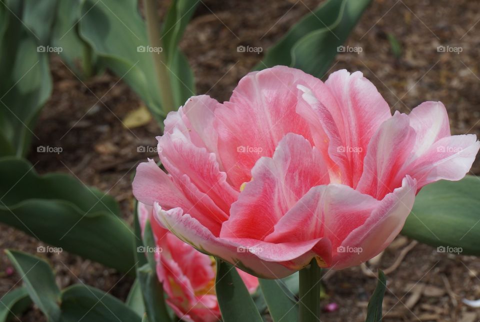 Close up of beautiful pink flower