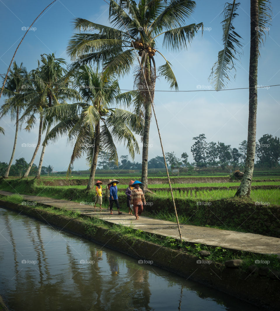 farmer walk through ricefield path