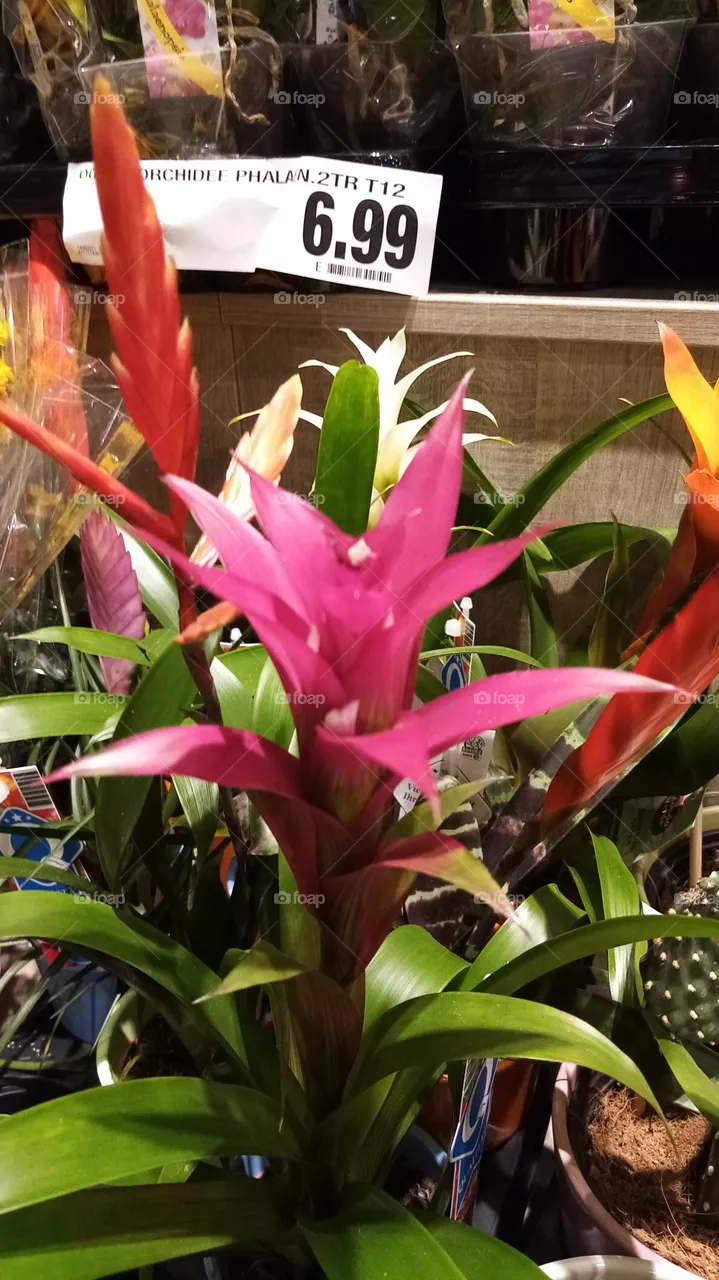 Blumen