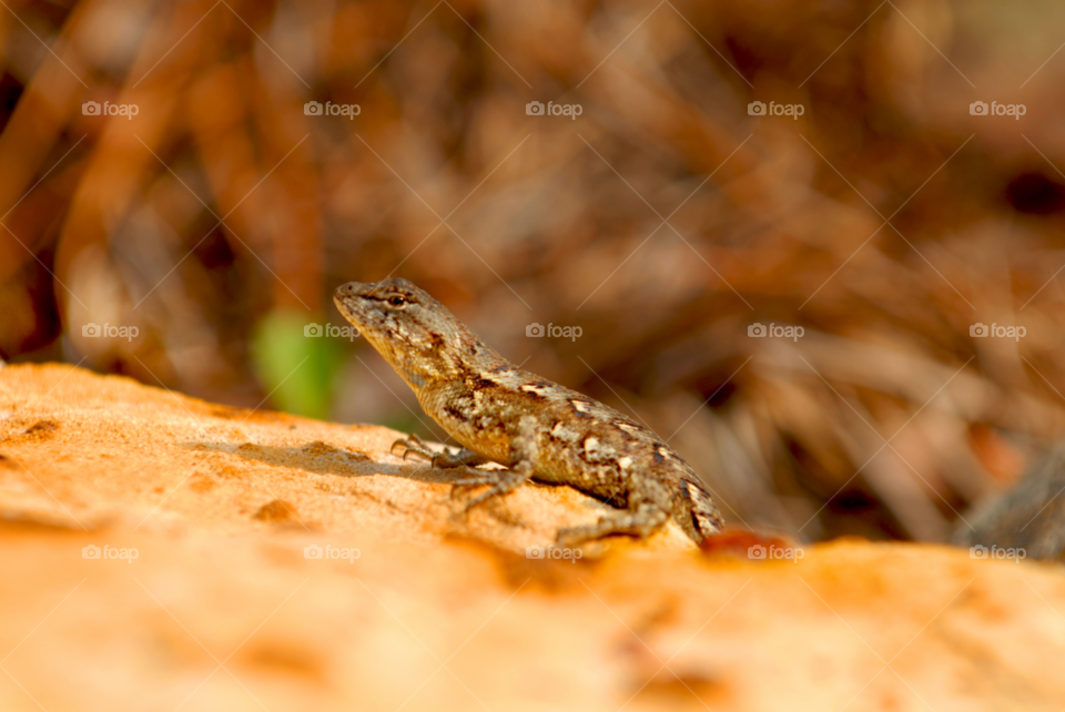 reptile salamander skink by lightanddrawing