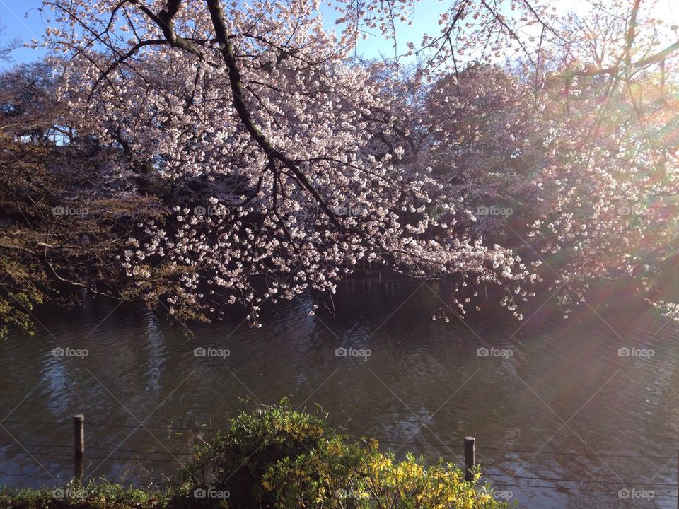Cherry blossoms in Inokashira park, Tokyo 