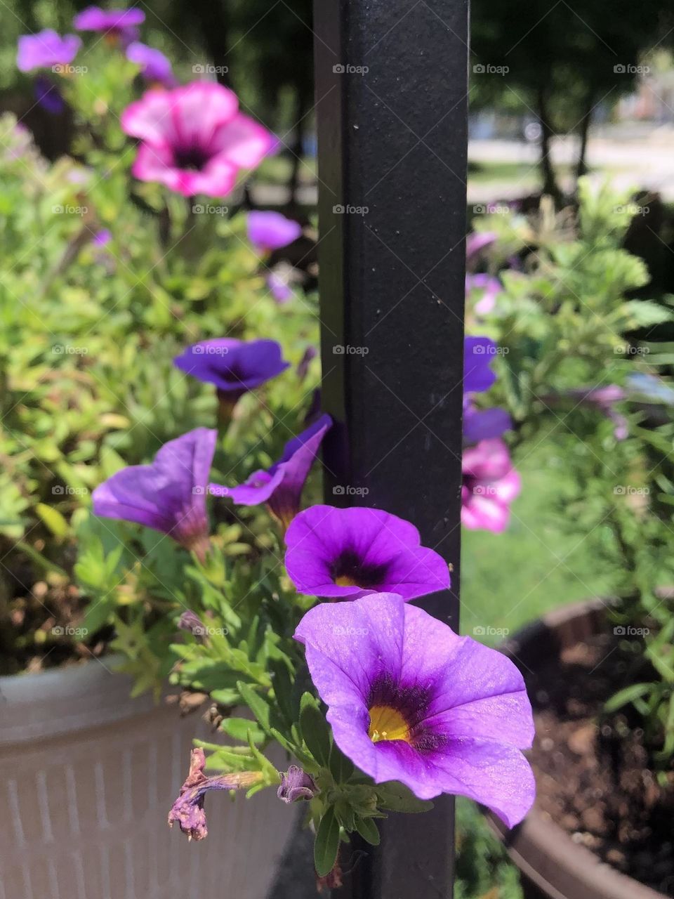 Backyard neighborhood landscaping garden purple and pink petunia flowers blooming patio plants summer sunny weather