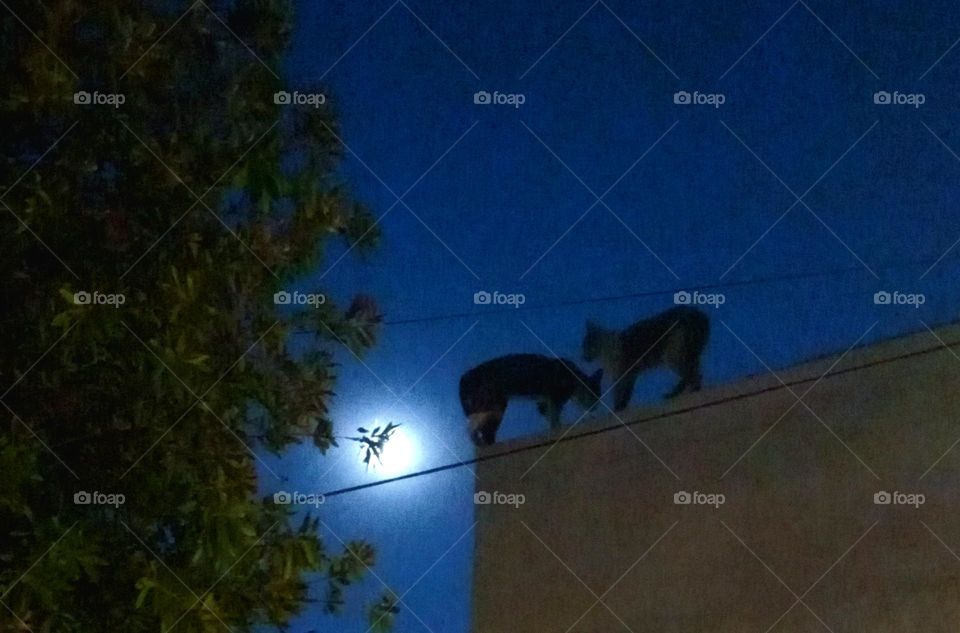 catmoon