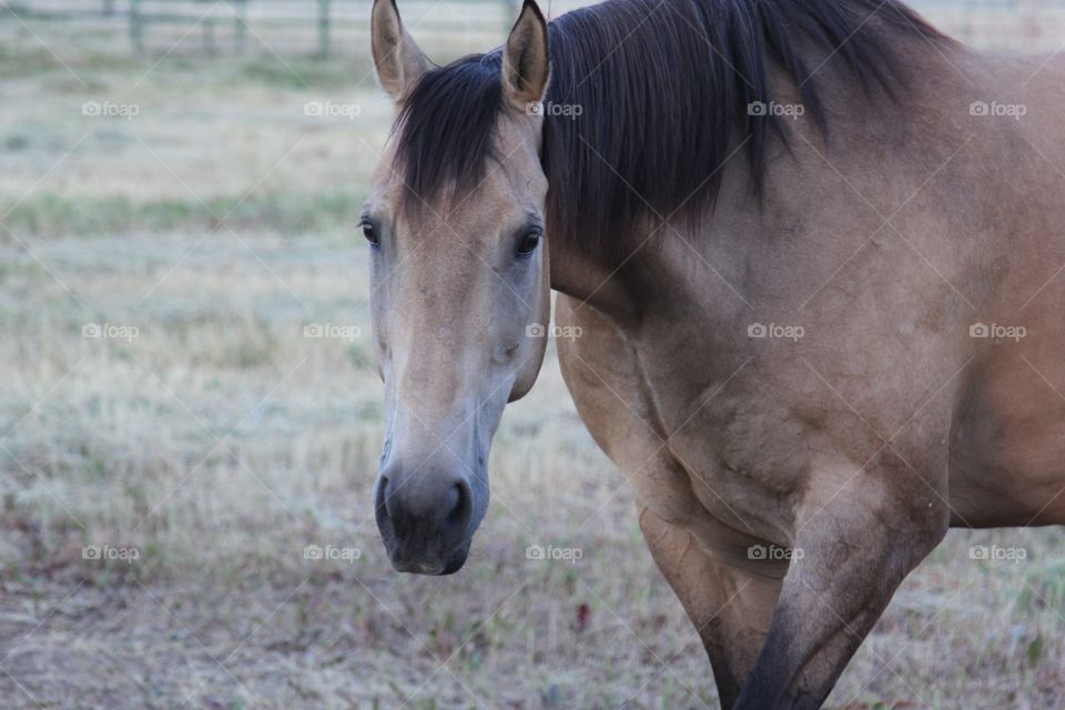 Max the horse 