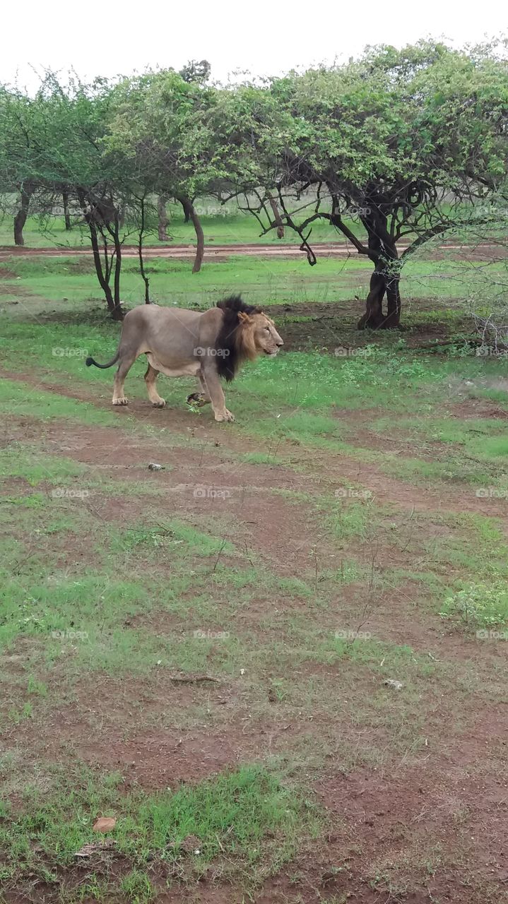 lion jungle