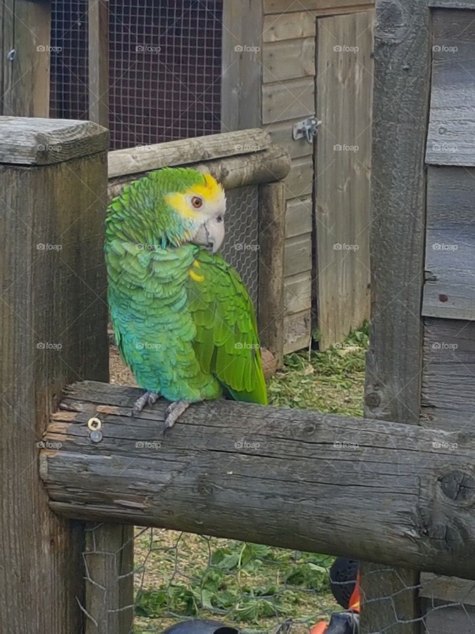 Oh it's a bird oh it's a parrot!! Even better!!