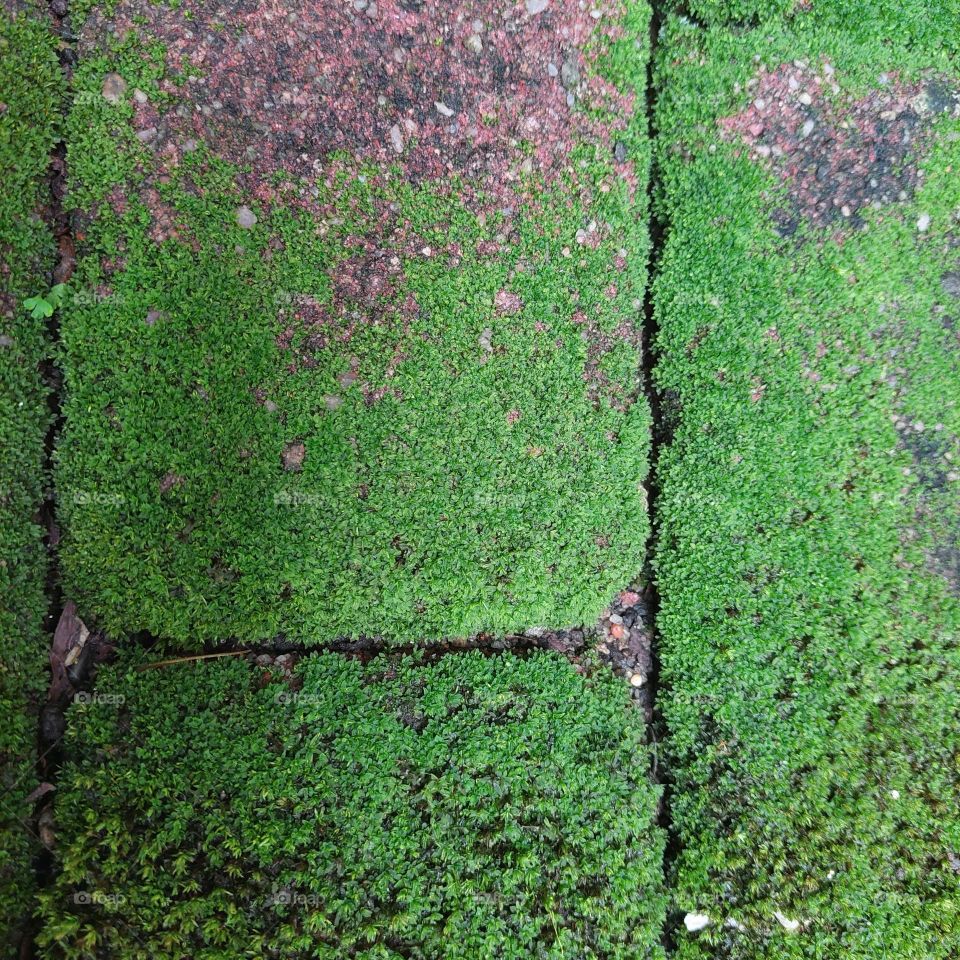 green moss growing on bricks