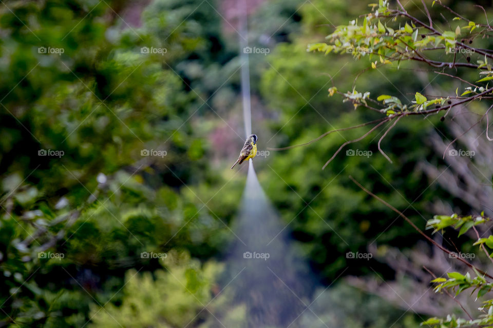 Bird on a wire