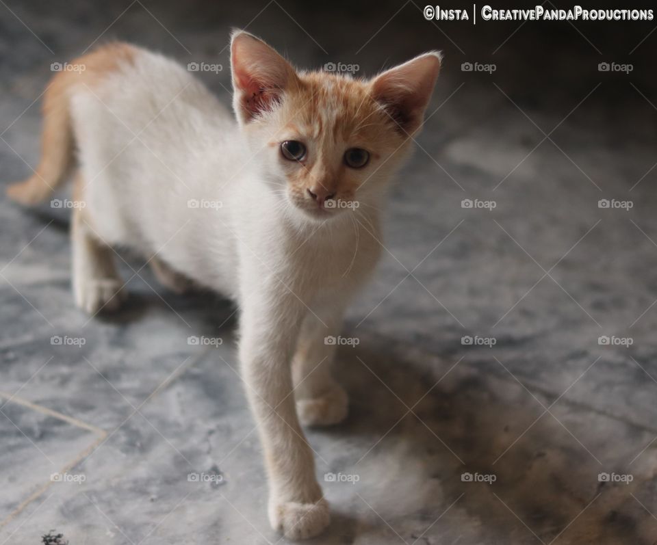 Cats, Kittens, Baby Cats, Cat Family