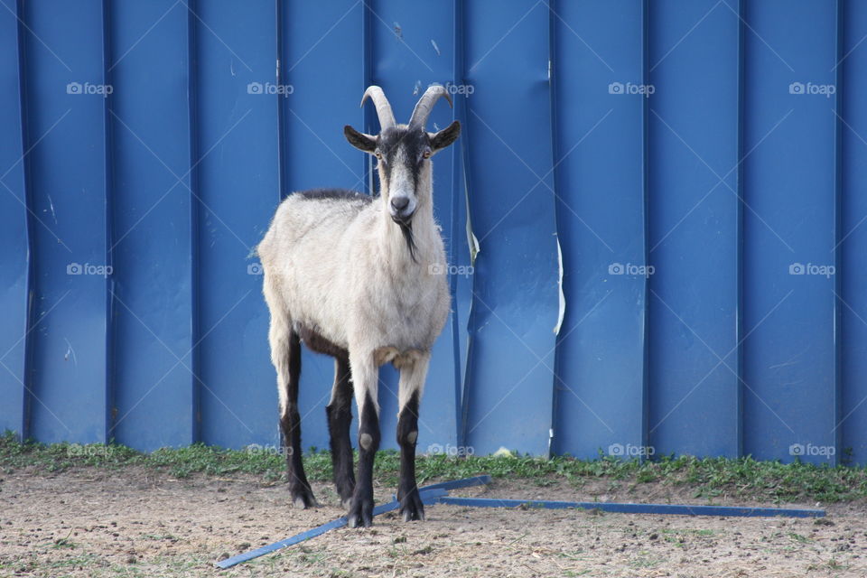 Portrait of a standing goat