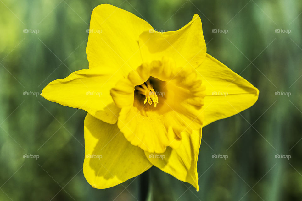 The most beautiful daffodil