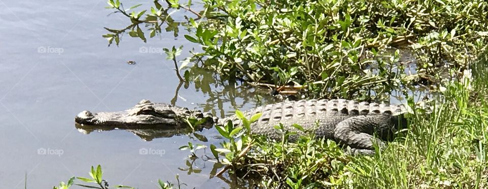 Alligator swamp 