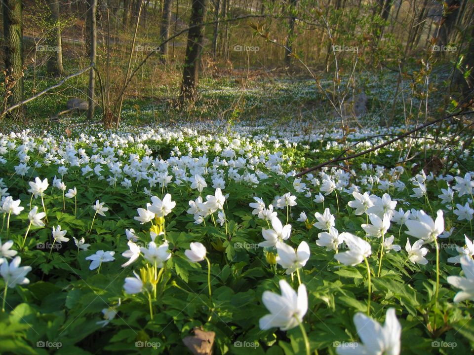 Withe Flower wilda natur Tree