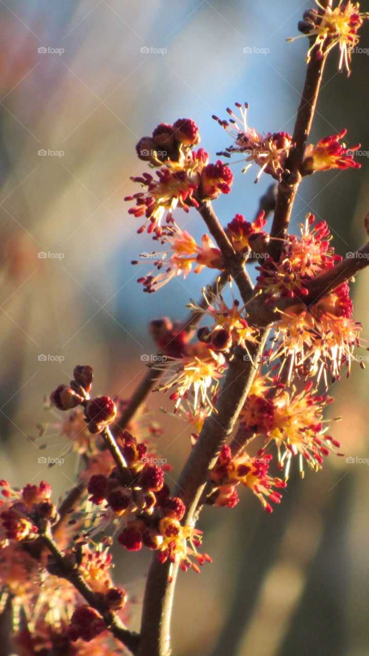 Maple Tree flowers