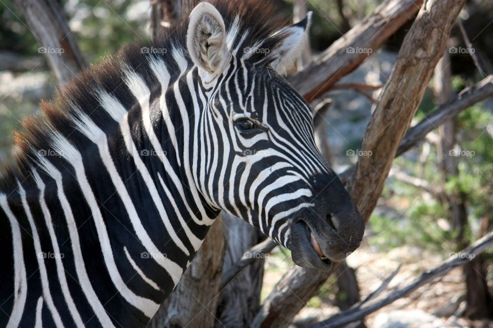 Zebra close up