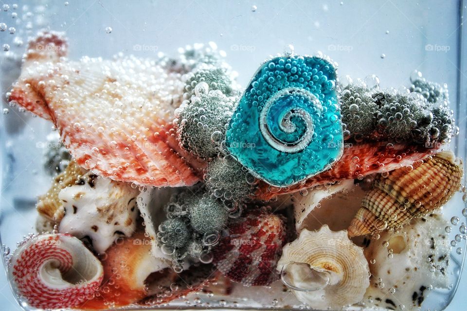 Variety of seashells in water