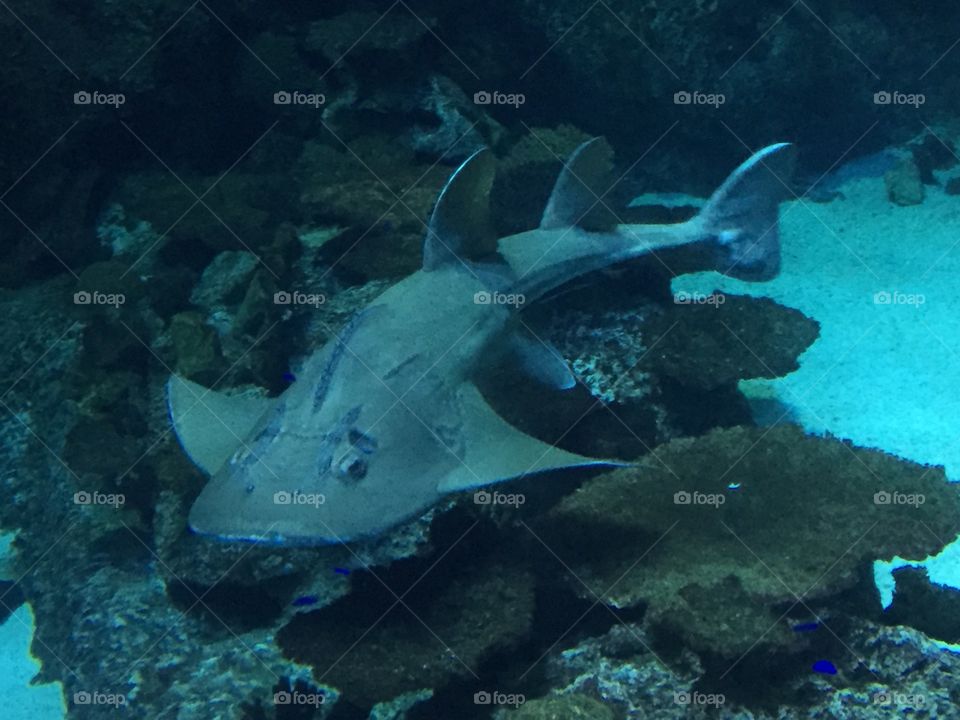 Banjo shark
