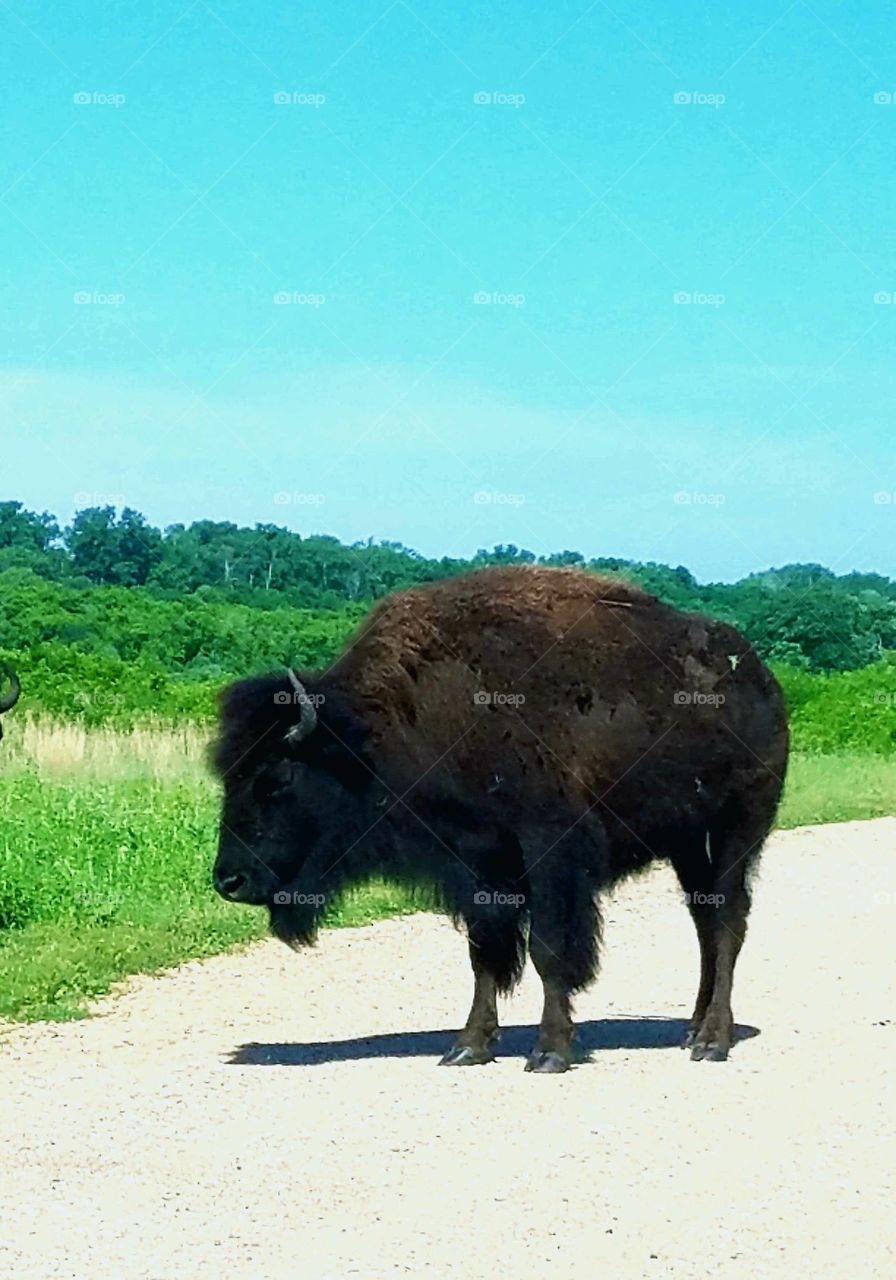 bison preserve