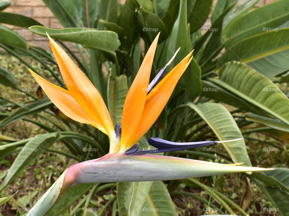 A Magnificent Natural Art, Courtesy Of Nature.
This Flower Is A Definition Of Beauty, In Colour And In Shape