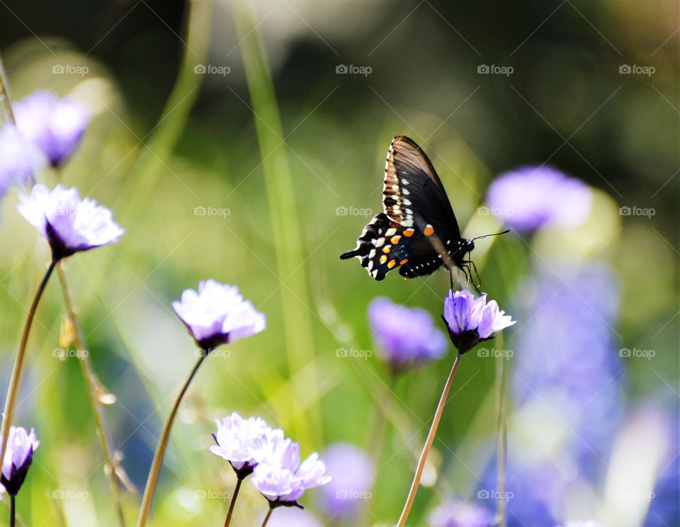 a colorful black butterfly resting on a purple flower in a open field on a beautiful spring day