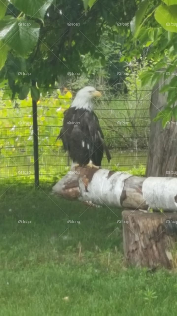 Bald Eagle