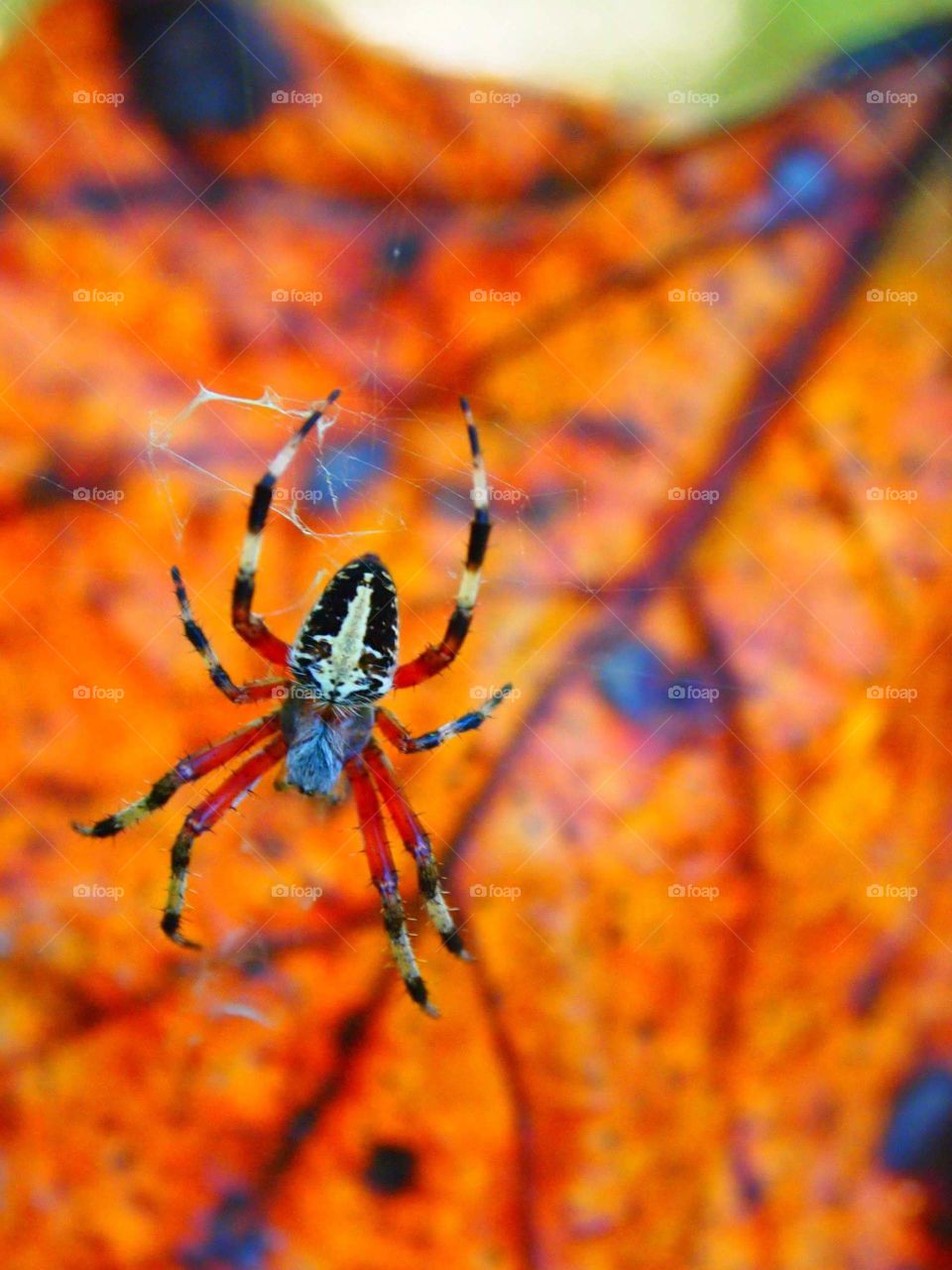 Autumn Spider