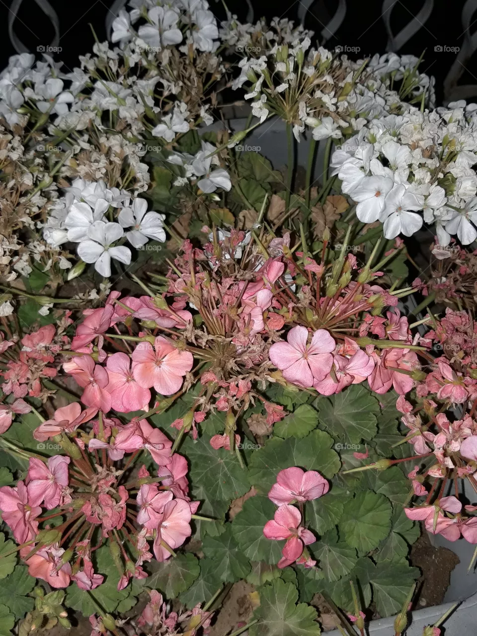 flowers