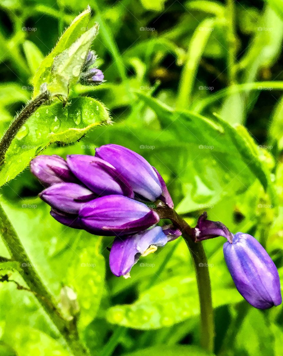 Purple Spring 