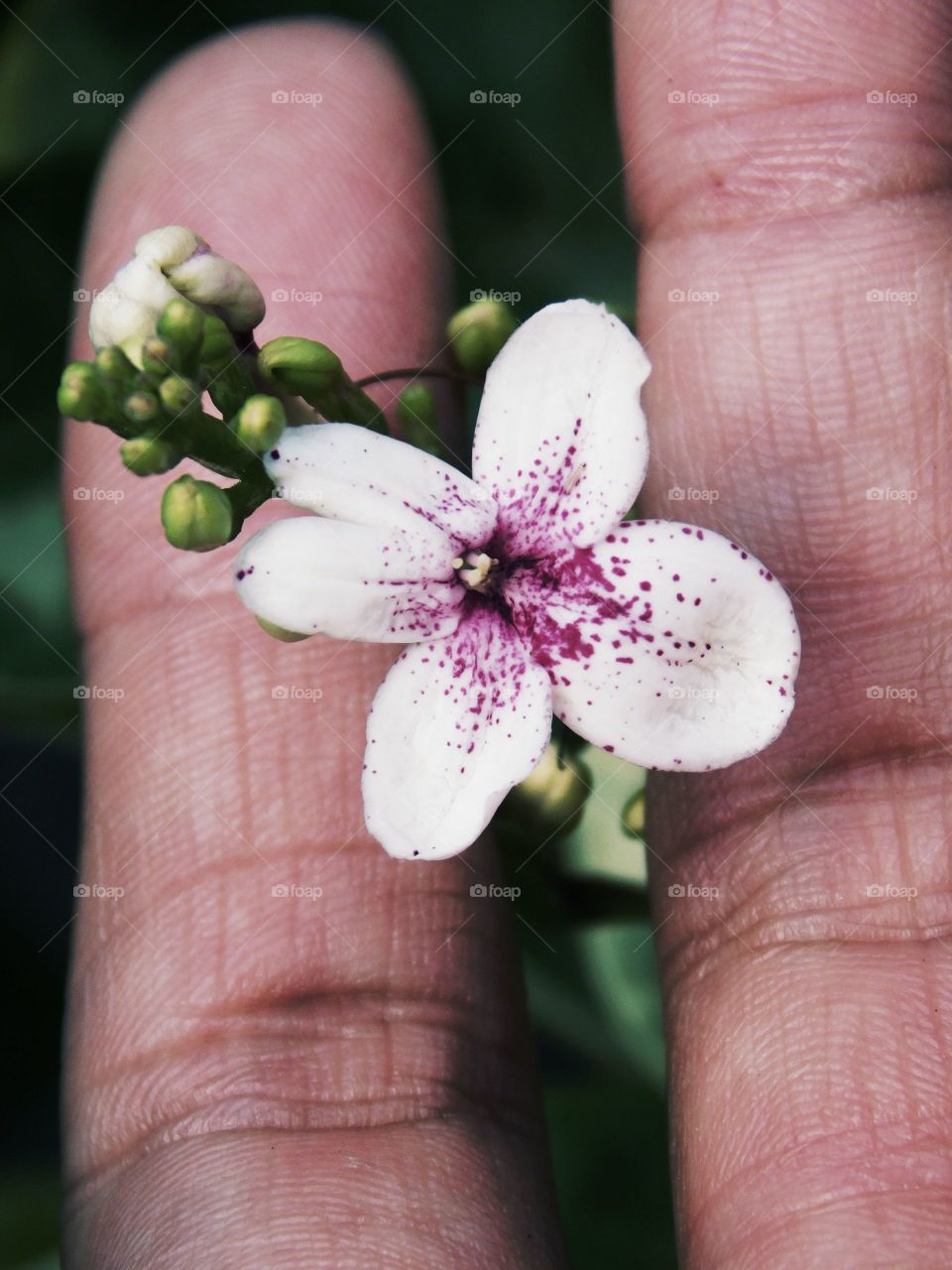 View of small flower in hand