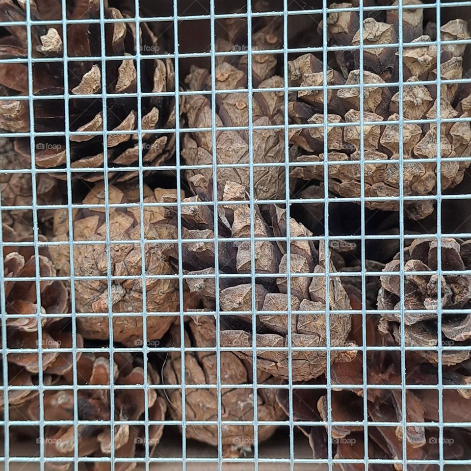 cones in a box behind wire mesh. closeup. rustic