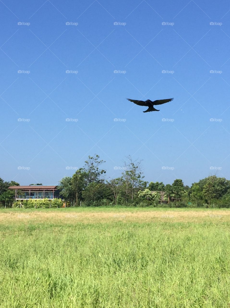 Bird and sky