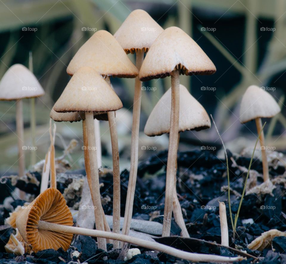 A cluster of brown mushrooms growing out of the soil 