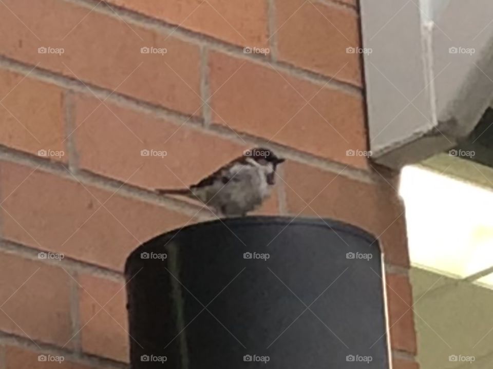 Bird at a store