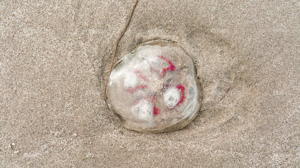 A jellyfish stranded on a sandy beach
