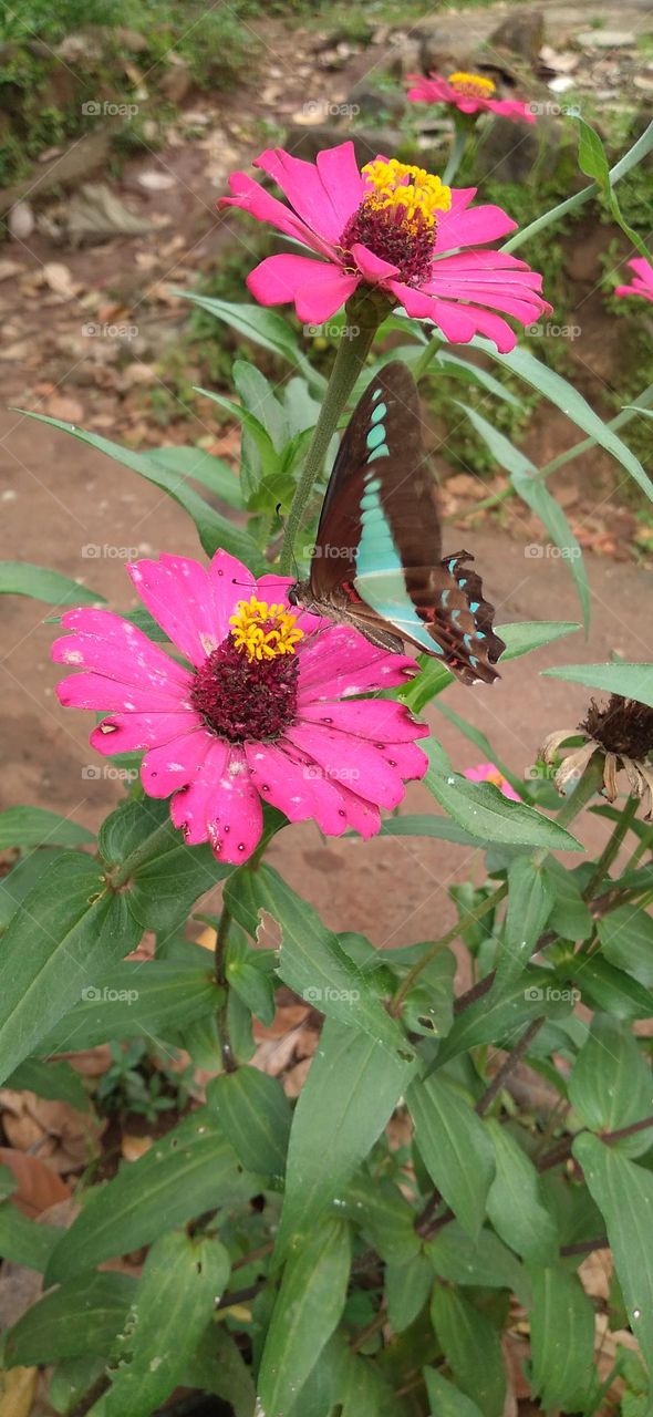 Tosca green butterfly perched on a flower