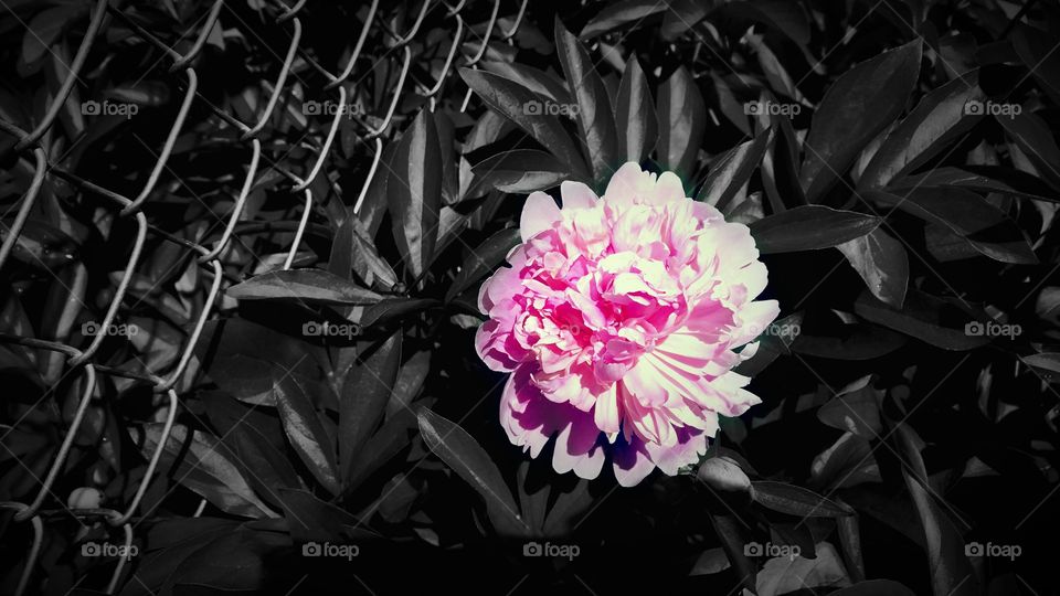 Peony