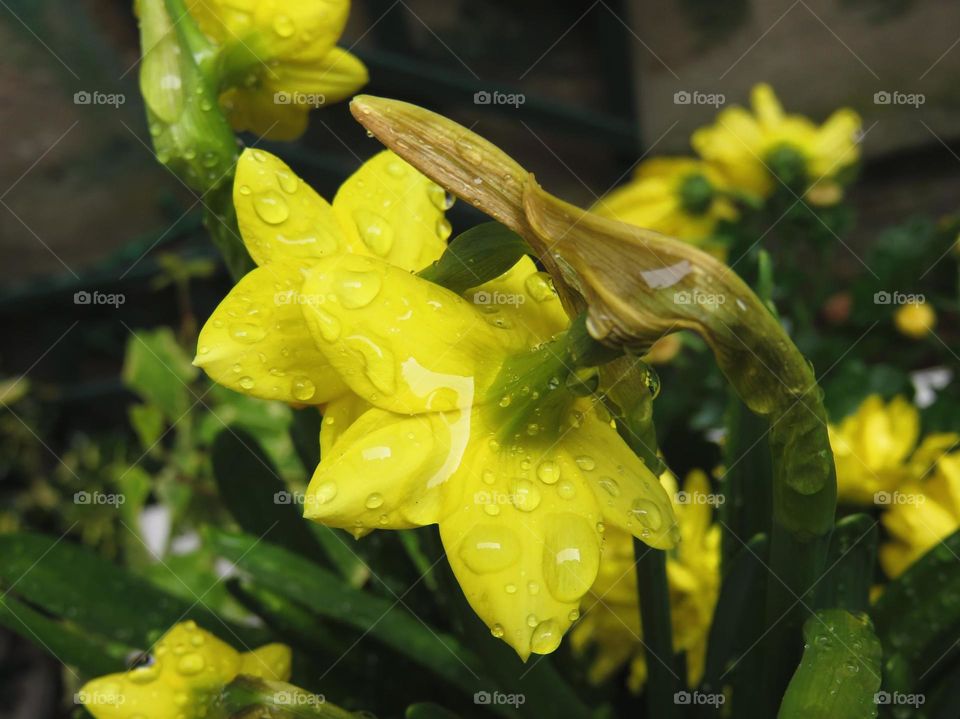 daffodils on the rain 