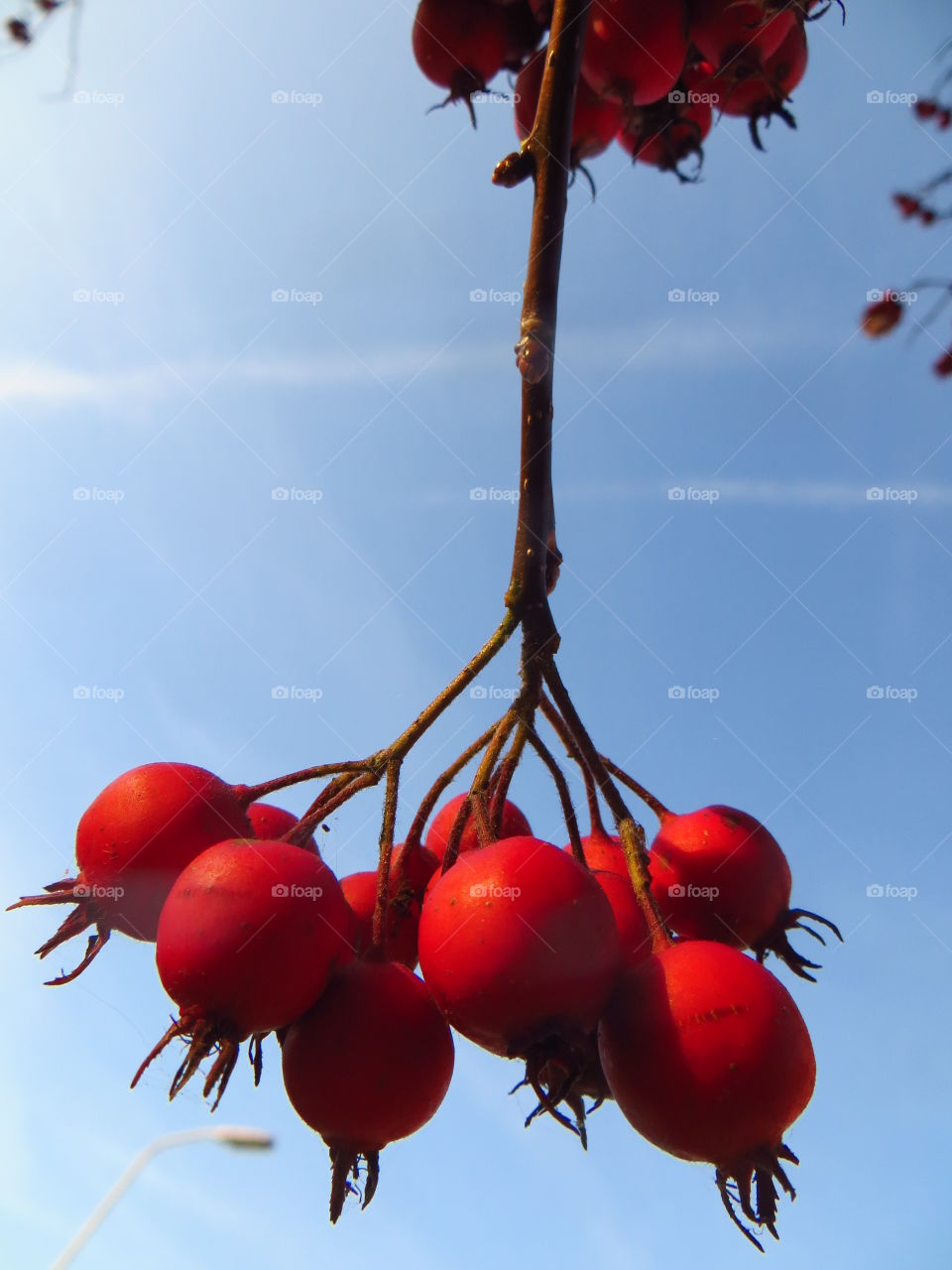 Branch of a hawthorn hanging on tree